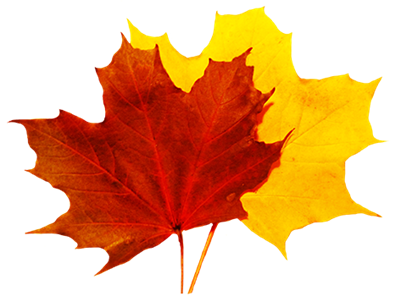 yellow and red leaves